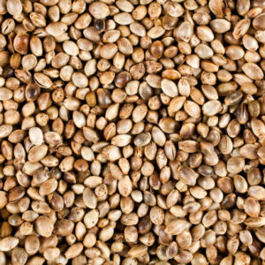 Background of cannabis seeds. top view.