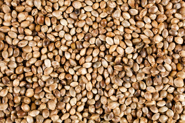 Background of cannabis seeds. top view.